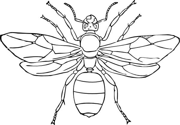 omaľovánka hmyzu mávajúceho krídlami