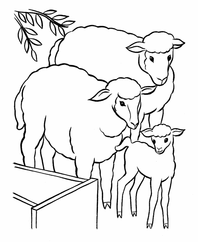 Coloring book sheep waiting for water