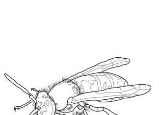 malebog af et behåret insekt på jagt efter mad