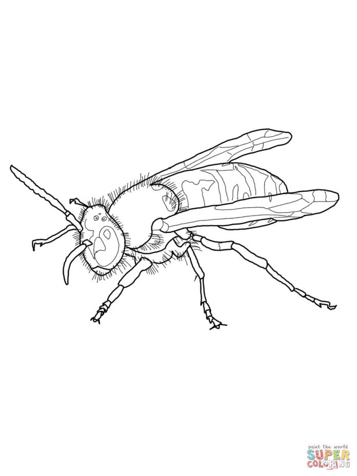 színezőkönyv egy szőrös rovarról, amely élelmet keres
