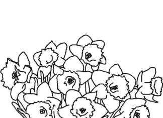 Printable coloring book of fragrant daffodil flowers in a field