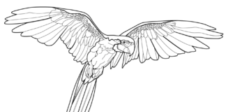 Printable coloring book of an ara parrot gliding above the sky