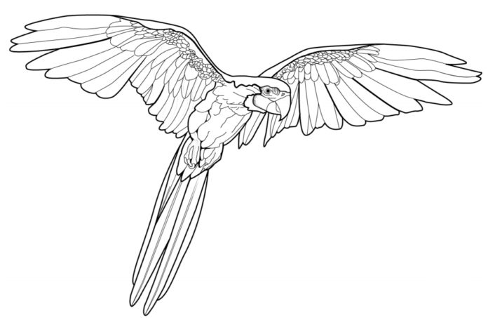 Druckfähiges Malbuch eines über den Himmel gleitenden Ara-Papageis