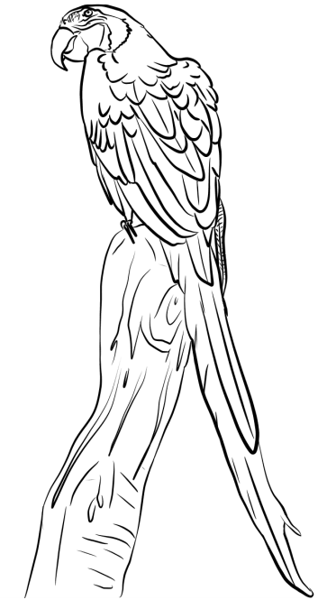 Coloring page parrot cautiously observes