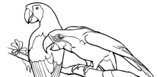Coloring book of parrots observing the area from above