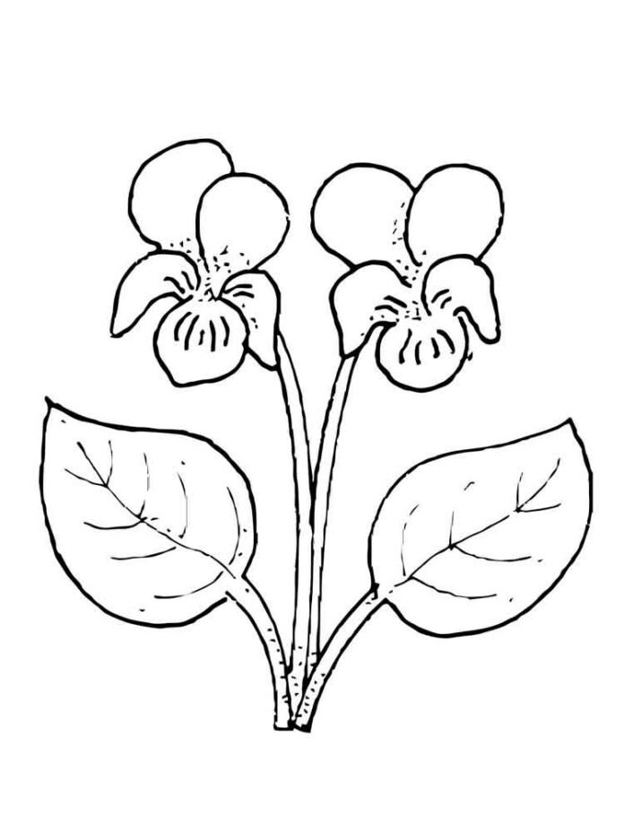 coloring page of a pair of clipped violets
