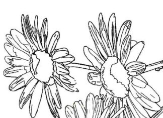 värityskirja kauniista päivänkakkaroiden kukista tulostettavaksi
