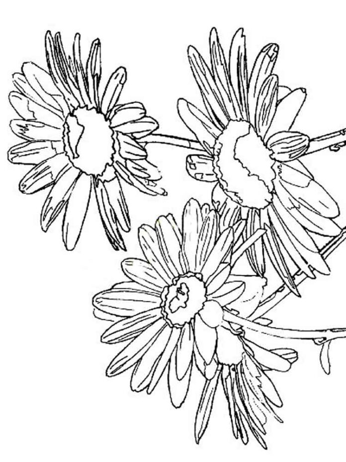 omaľovánka krásnych kvetov sedmokrások na vytlačenie