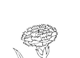 libro da colorare di un bellissimo fiore di garofano da stampare