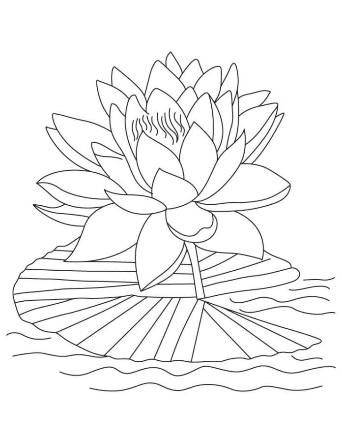 Lámina para colorear de una hermosa flor de loto sobre un nenúfar