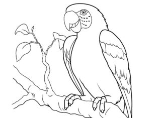 livre de coloriage imprimable d'un bel oiseau sur une branche