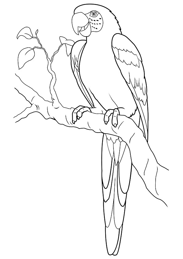 omaľovánka krásneho vtáka na vetve na vytlačenie