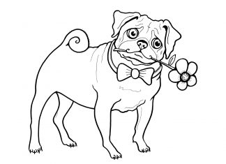 Színező oldal egy molyhos kutyáról, amely egy rózsát tart a szájában