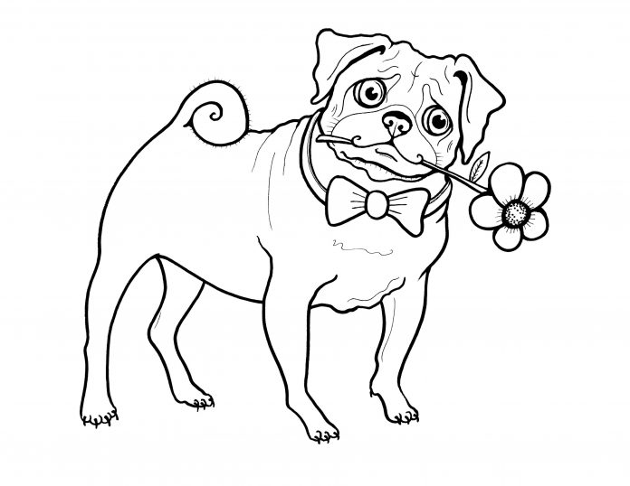 Farvelægning af en moppehund, der holder en rose i sin mund