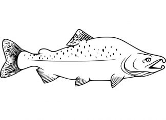 Printable coloring book of swimming salmon in mountain water
