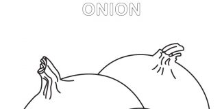 coloring page split onion in half
