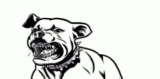 página colorida pit bull assustador com dentes afiados