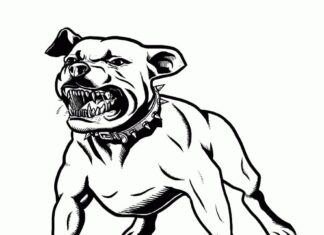Coloring page of scary pit bull with sharp teeth