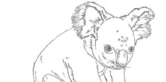 värityskirja lymyilevästä koalasta