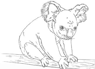 värityskirja lymyilevästä koalasta