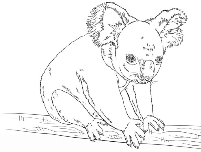 libro da colorare di un koala in agguato