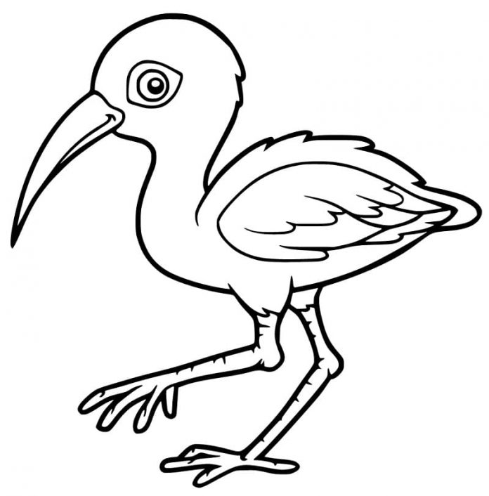 Omalovánky afrického ibise k vytisknutí