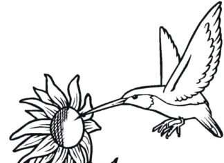 malebog af en fugl, der drikker nektar fra blomster