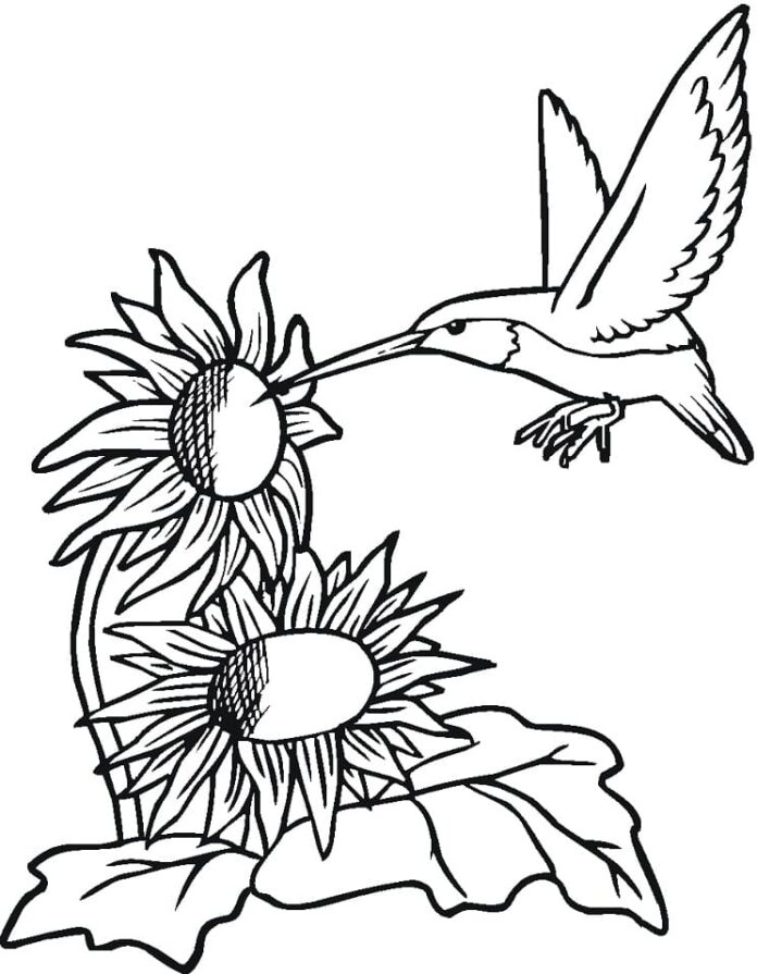 libro da colorare di un uccello che beve il nettare dai fiori