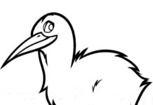 Coloring page of kiwi bird with pointed beak