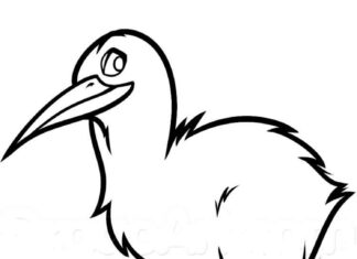 målarbok av kiwi-fågel med spetsig näbb