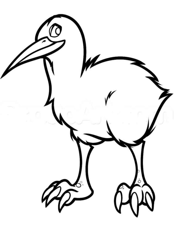 Malbuch des Kiwi-Vogels mit spitzem Schnabel