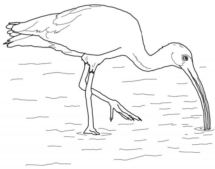 omaľovánka vtáka, ktorý hľadá potravu vo vode