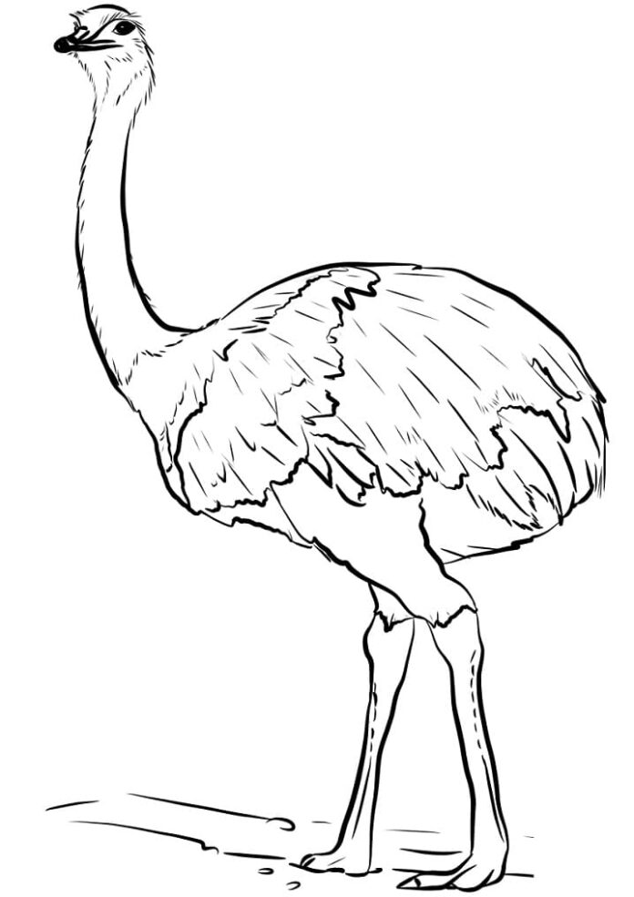 coloring page bird with a very long neck