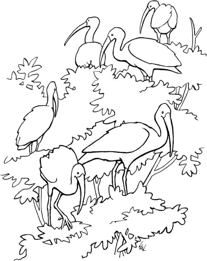 IBIS livro de coloração imprimível das aves entre as árvores