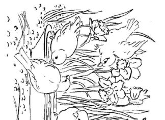 Printable coloring book of birds by the daffodils