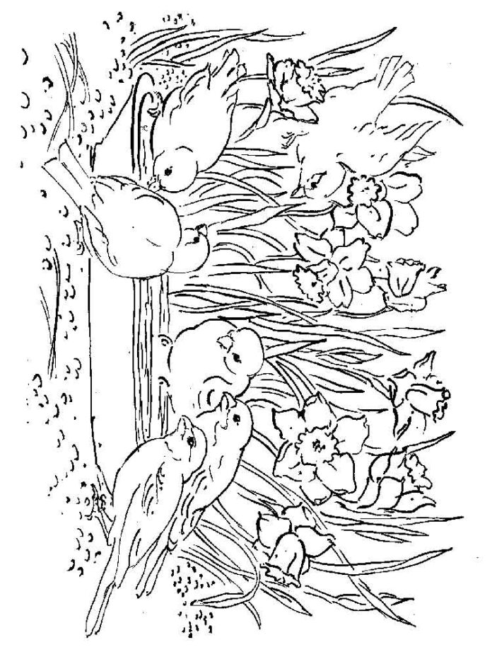 Printable coloring book of birds by the daffodils