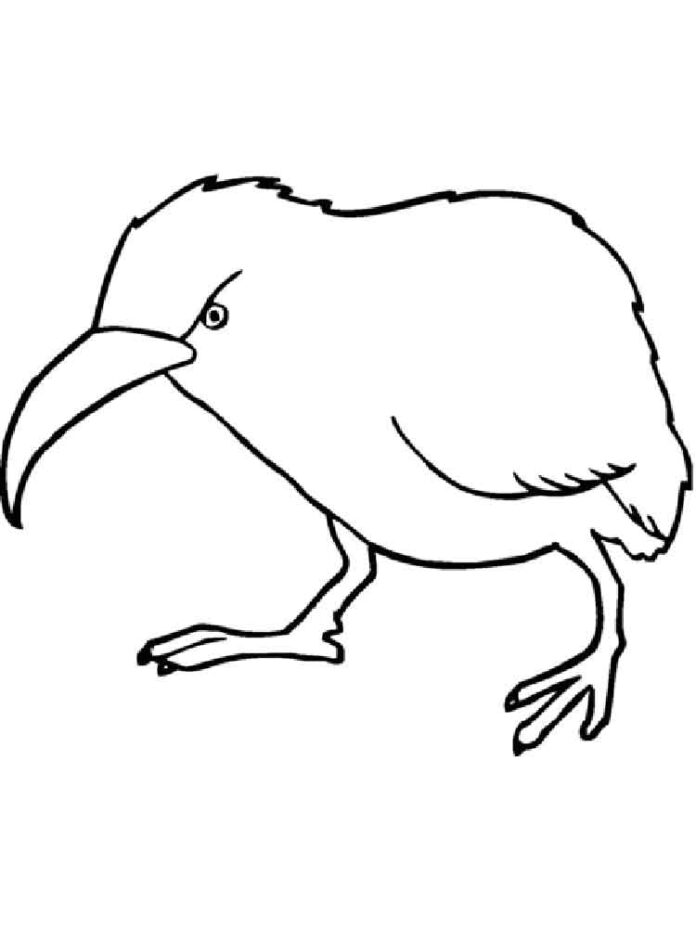 Omaľovánky rajský vták z Nového Zélandu