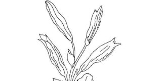 színező lap egy növekvő liliom virág