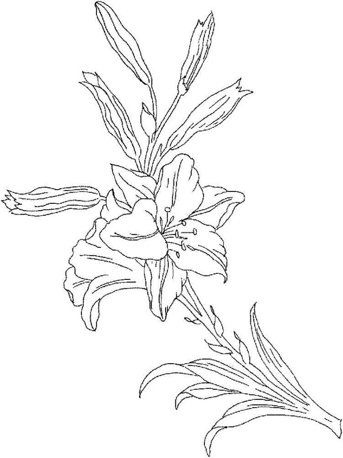 hoja para colorear de una flor de lirio en crecimiento