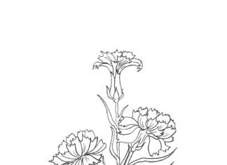 Printable coloring book of blooming carnations