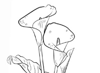 coloring page of blooming lilies with leaves