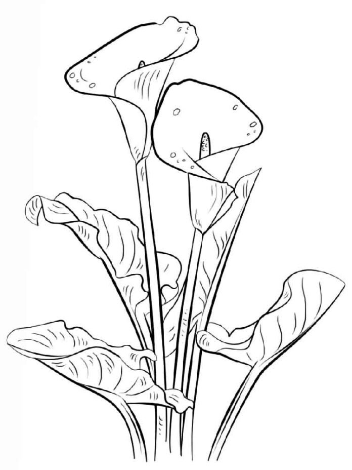 målarbok av blommande liljor med blad