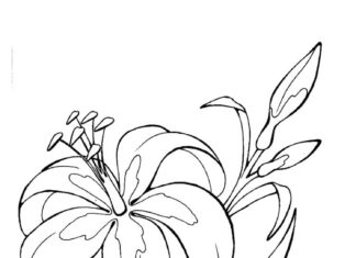 coloring page of unfolded and folded lily flowers