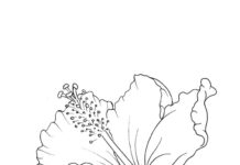 coloring page flower spread
