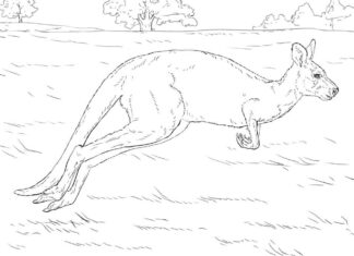 Coloring book of a jumping kangaroo in a meadow