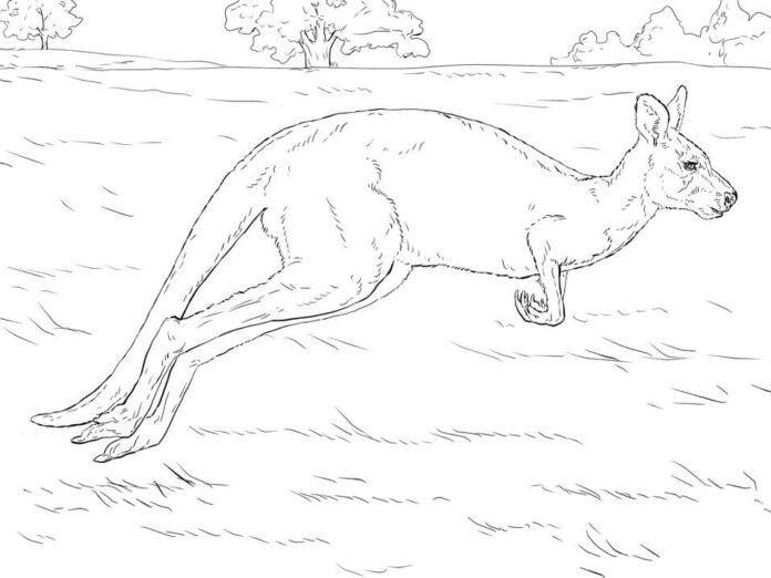 målarbok av en hoppande känguru på en äng