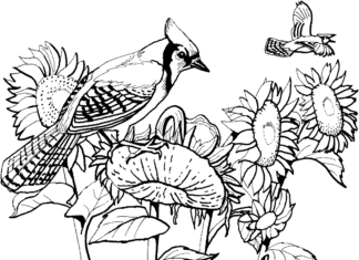 Színező lap napraforgó, amelyen madarak ülnek