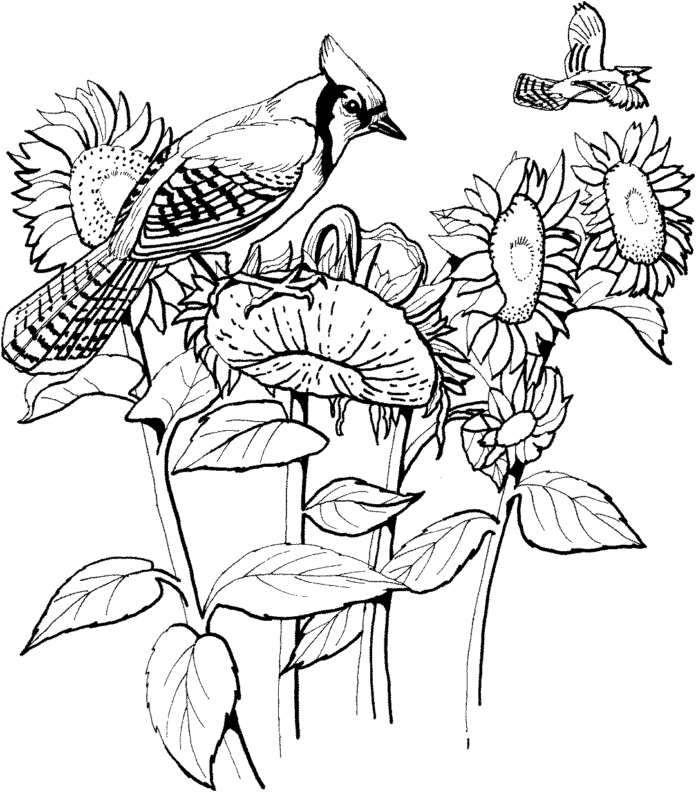 Omaľovánka slnečnice, na ktorej sedia vtáky