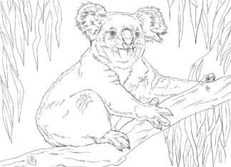 livro de colorir de um coala velho