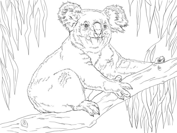 värityskirja iäkkäästä koalasta
